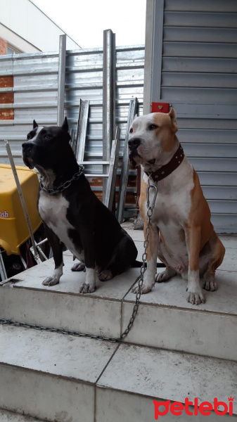 Amerikan Staffordshire Terrier, Köpek  ARES fotoğrafı