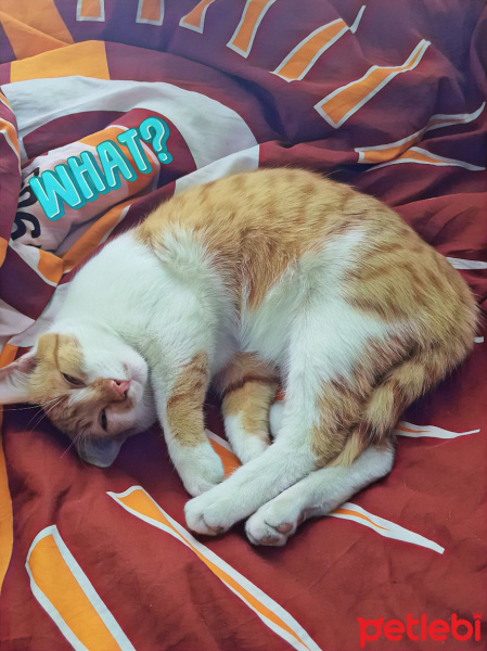 Tekir Kedi, Kedi  Balım fotoğrafı