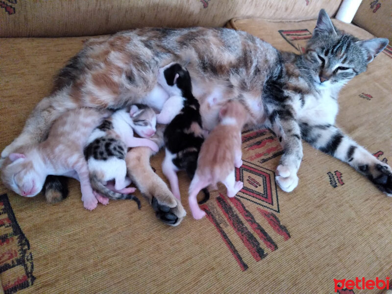 European Shorthair, Kedi  Şila fotoğrafı