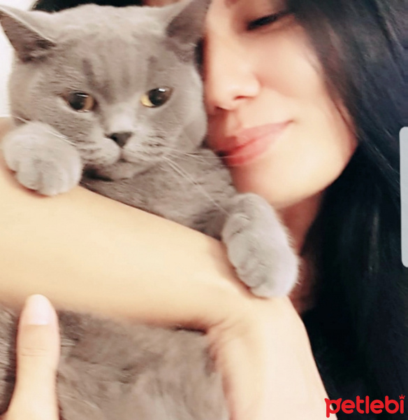 British Shorthair, Kedi  Mişa fotoğrafı