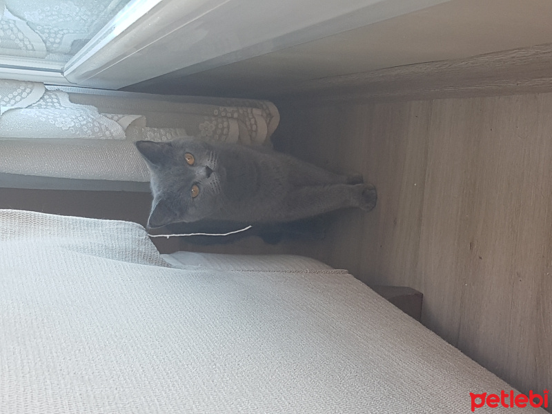 British Shorthair, Kedi  Mia fotoğrafı