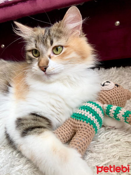 Norwegian Forest, Kedi  Prenses fotoğrafı