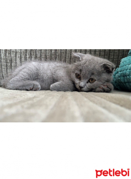 Scottish Fold, Kedi  Neptün fotoğrafı