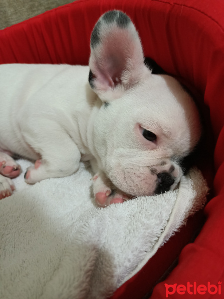 Fransız Bulldog, Köpek  Asil fotoğrafı