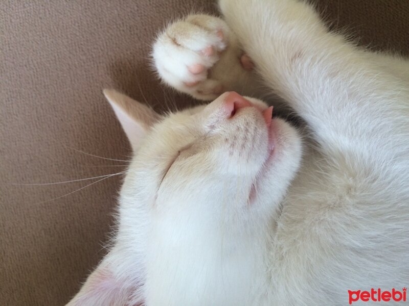 Ankara Kedisi, Kedi  süt fotoğrafı