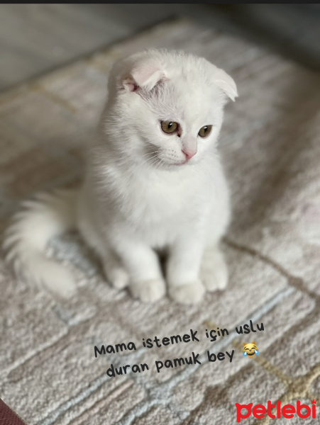 Scottish Fold, Kedi  Pamuk fotoğrafı