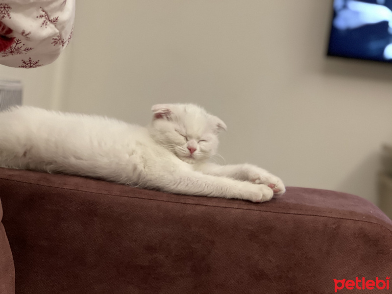 Scottish Fold, Kedi  Pamuk fotoğrafı