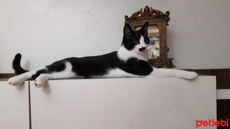 Tekir Kedi, Kedi  Zeytin fotoğrafı
