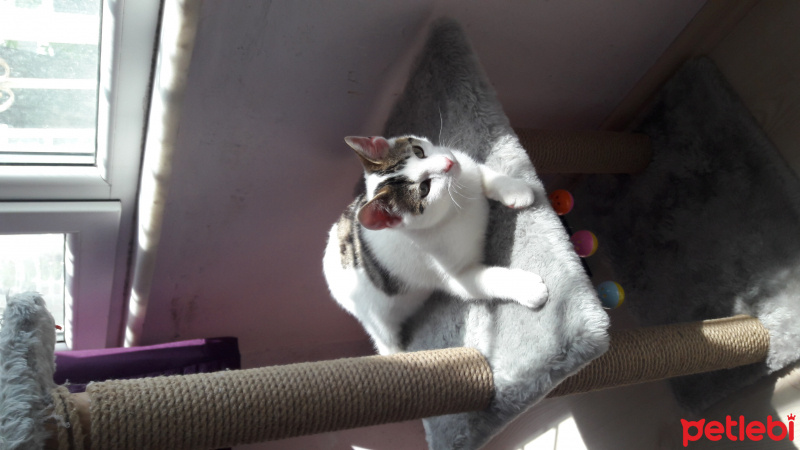 Tekir Kedi, Kedi  Paşa fotoğrafı