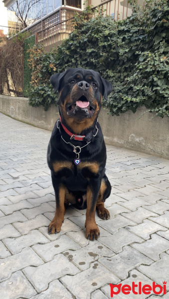 Rottweiler, Köpek  Alfa fotoğrafı