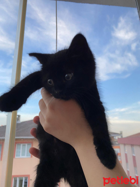 Bombay, Kedi  Mia fotoğrafı