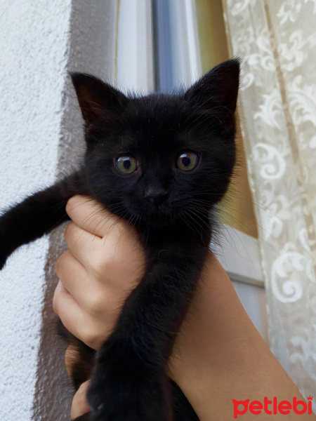 Bombay, Kedi  Mia fotoğrafı