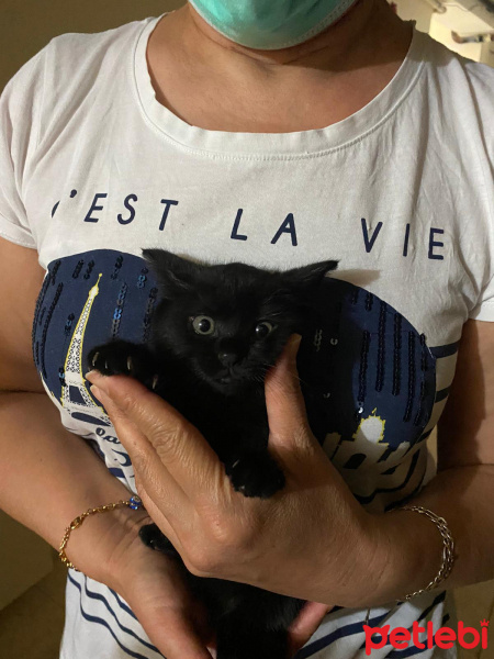 Bombay, Kedi  Mia fotoğrafı