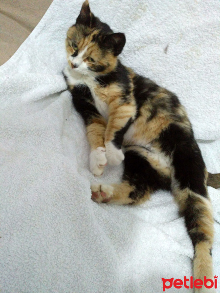 Tekir Kedi, Kedi  Lokum fotoğrafı