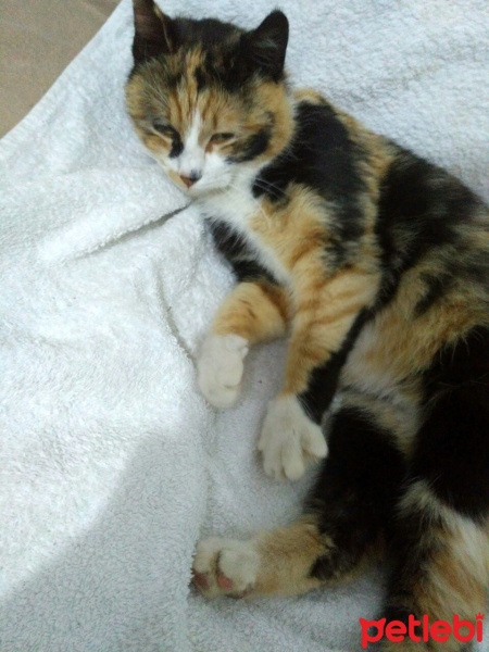 Tekir Kedi, Kedi  Lokum fotoğrafı