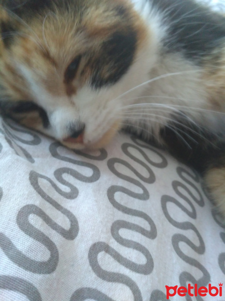 Tekir Kedi, Kedi  Lokum fotoğrafı