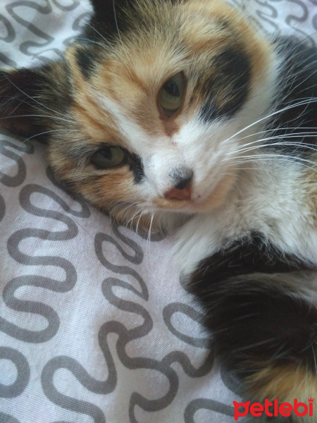 Tekir Kedi, Kedi  Lokum fotoğrafı