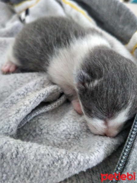 Tekir Kedi, Kedi  Lokum fotoğrafı