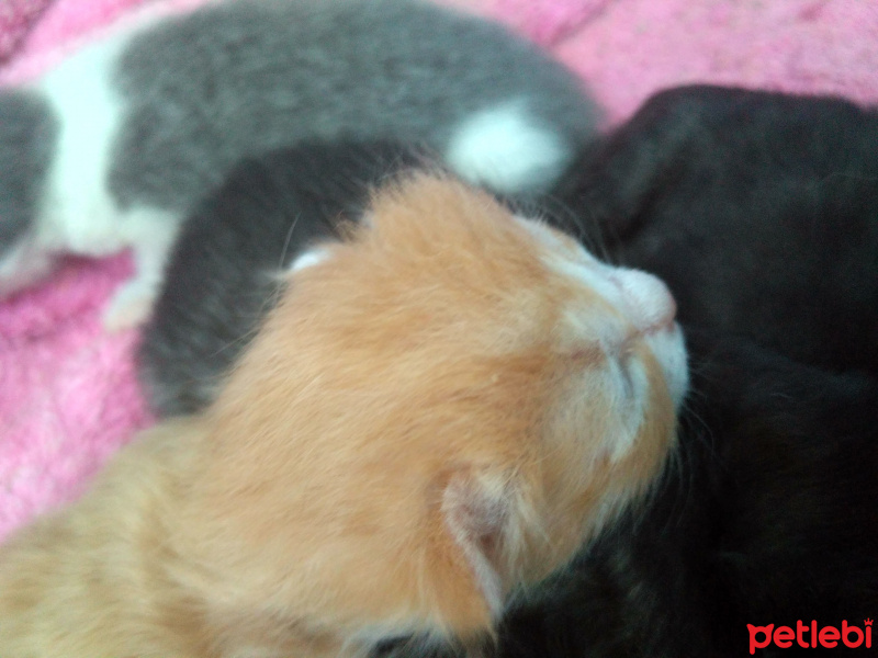 Tekir Kedi, Kedi  Lokum fotoğrafı
