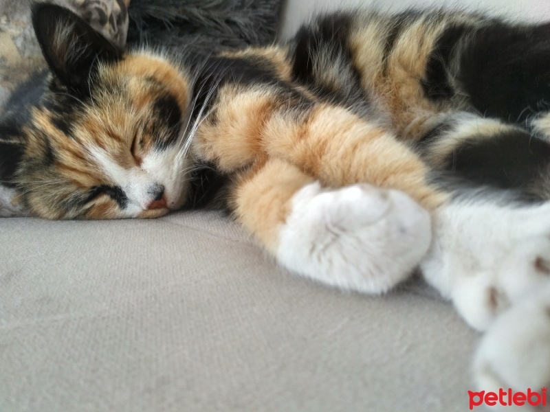 Tekir Kedi, Kedi  Lokum fotoğrafı