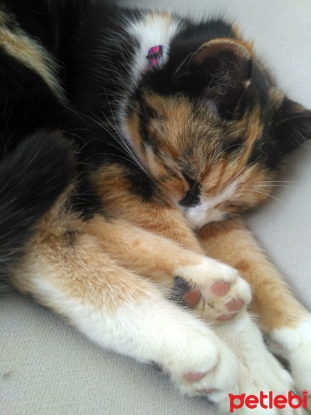 Tekir Kedi, Kedi  Lokum fotoğrafı