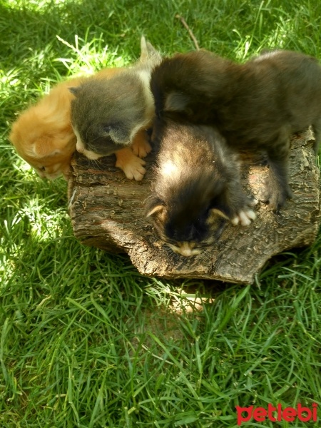 Tekir Kedi, Kedi  Lokum fotoğrafı