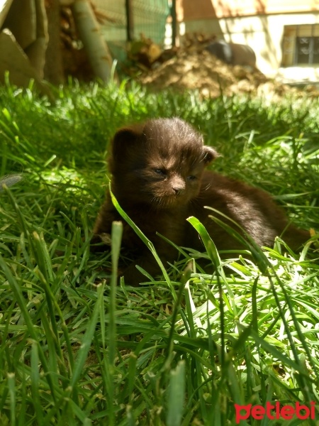 Tekir Kedi, Kedi  Lokum fotoğrafı