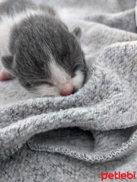 Tekir Kedi, Kedi  Lokum fotoğrafı