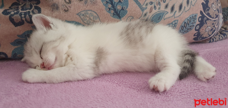 British Shorthair, Kedi  Mia fotoğrafı