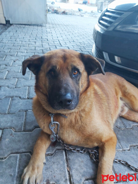 Alabay (Alabai), Köpek  Max fotoğrafı