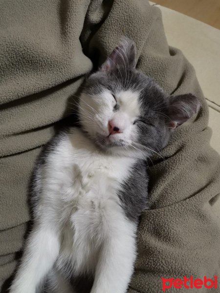 Tekir Kedi, Kedi  Floki fotoğrafı