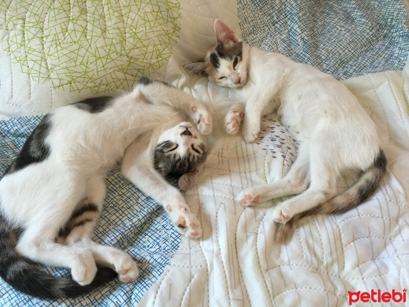 Ankara Kedisi, Kedi  Paşa(gri olan) prenses(beyaz olan) fotoğrafı