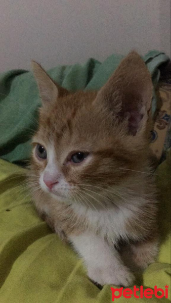 Sarman, Kedi  Tarçın fotoğrafı
