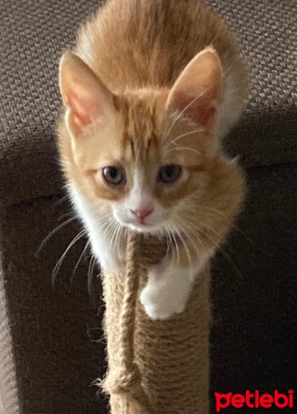 Sarman, Kedi  Tarçın fotoğrafı
