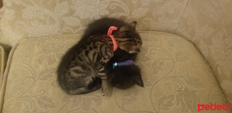 Tekir Kedi, Kedi  Boncuk fotoğrafı