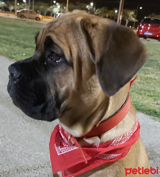 Cane Corso Italiano, Köpek  Bella Margherita fotoğrafı