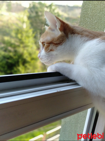 Sarman, Kedi  Murphy fotoğrafı