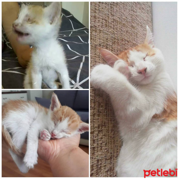Sarman, Kedi  Şira fotoğrafı