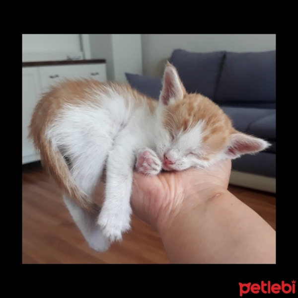 Sarman, Kedi  Şira fotoğrafı