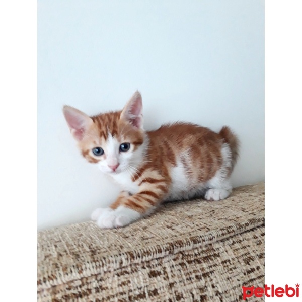 Sarman, Kedi  Şira fotoğrafı
