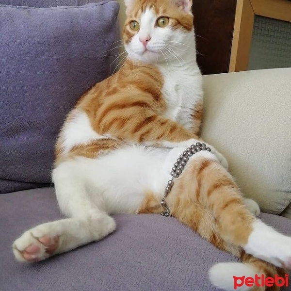 Sarman, Kedi  Şira fotoğrafı