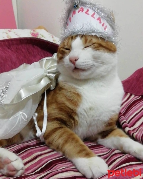 Sarman, Kedi  Şira fotoğrafı