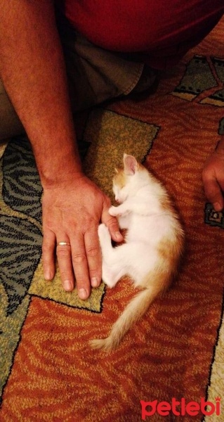 Sarman, Kedi  Şira fotoğrafı
