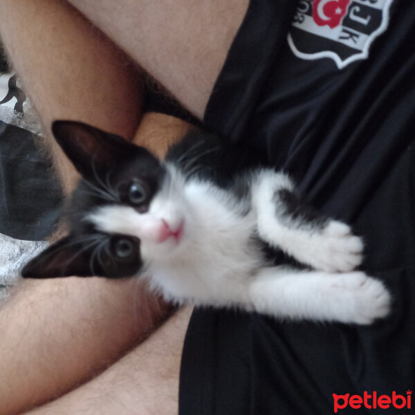 Tuxedo (Smokin) Kedi, Kedi  Çakıl fotoğrafı