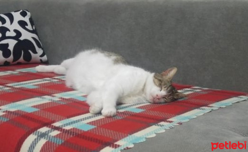 Tekir Kedi, Kedi  Bihter fotoğrafı