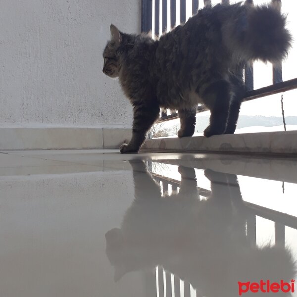 Sibirya Kedisi, Kedi  Tombiş fotoğrafı