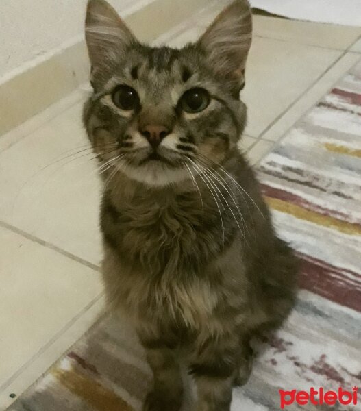 Sibirya Kedisi, Kedi  Tombiş fotoğrafı