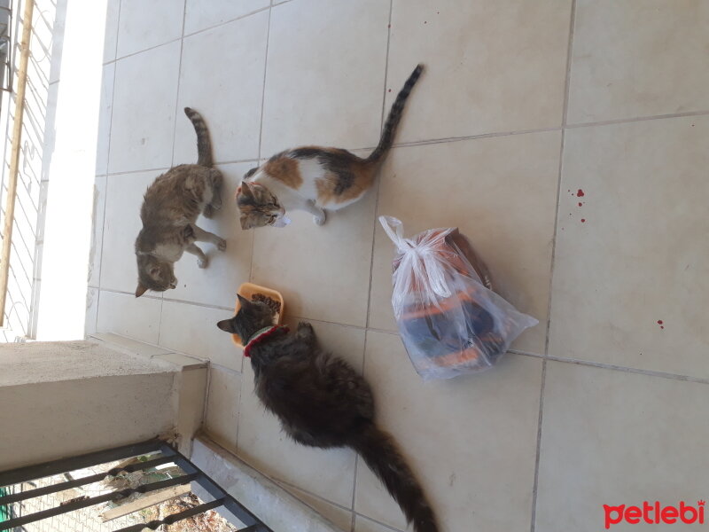 Sibirya Kedisi, Kedi  Tombiş fotoğrafı