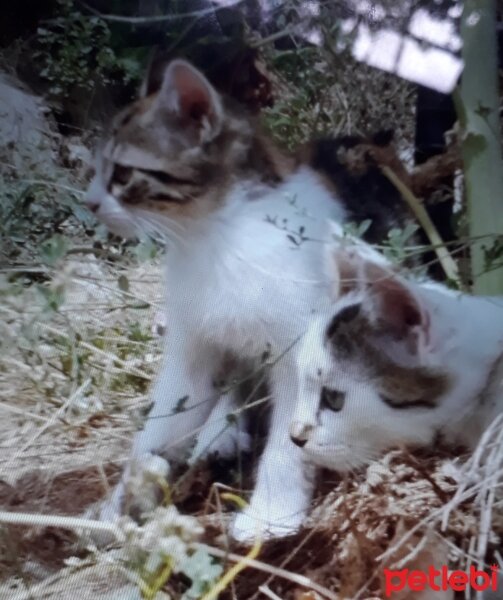 Sibirya Kedisi, Kedi  Tombiş fotoğrafı