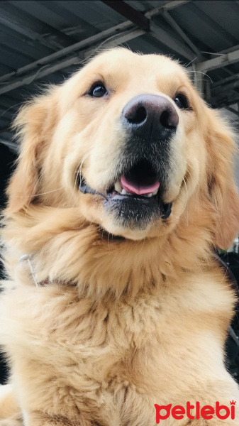 Golden Retriever, Köpek  Gofret fotoğrafı